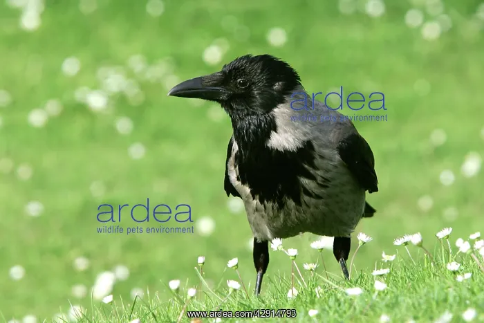 : Hooded Crow - also know as a Hoodie' : Hooded Crow - also know as a Hoodie'