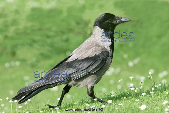 : Hooded Crow - also know as a Hoodie' : Hooded Crow - also know as a Hoodie'