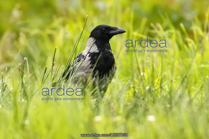 : Hooded Crow - on lake shore - Sctoland, United Kingdom : Hooded Crow - on lake shore - Sctoland, United Kingdom