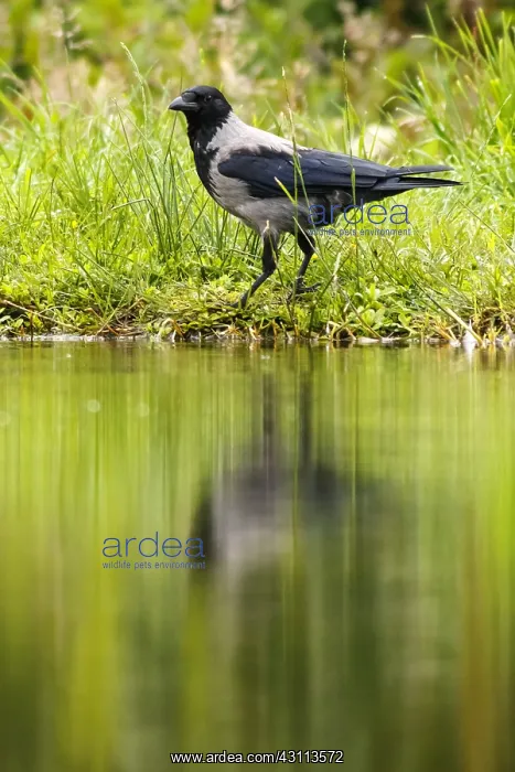: Hooded Crow - on lake shore - Sctoland, United Kingdom : Hooded Crow - on lake shore - Sctoland, United Kingdom