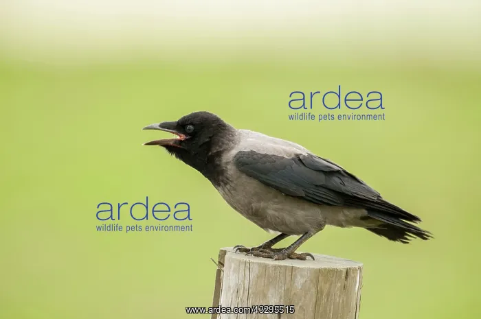 : Hooded Crow - bill open calling - on fence post : Hooded Crow - bill open calling - on fence post