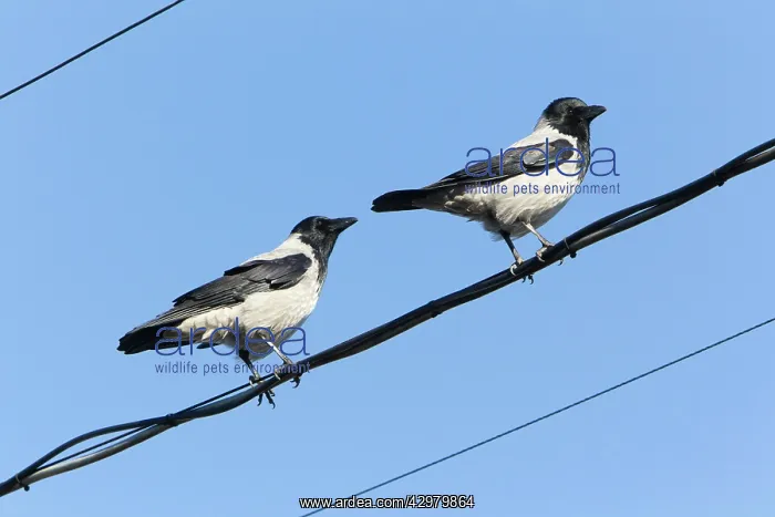 : Hooded Crow - pair sitting on fishing boat cables : Hooded Crow - pair sitting on fishing boat cables