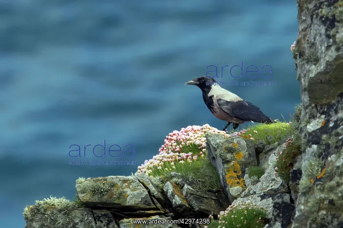: Hooded Crow - On sea cliff : Hooded Crow - On sea cliff