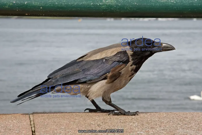: Hooded Crow - Single adult perching on sea wall : Hooded Crow - Single adult perching on sea wall