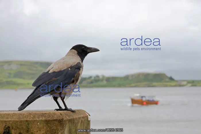 : Hooded Crow - Single adult perching on sea wall : Hooded Crow - Single adult perching on sea wall