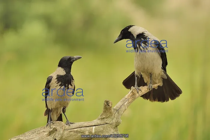 : Hooded Crows (Corvus corone cornix) pair on a branch : Hooded Crows (Corvus corone cornix) pair on a branch