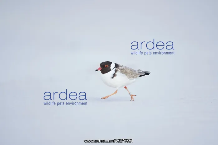 : Hooded dotterel (Thinornis cucullatus) running on : Hooded dotterel (Thinornis cucullatus) running on