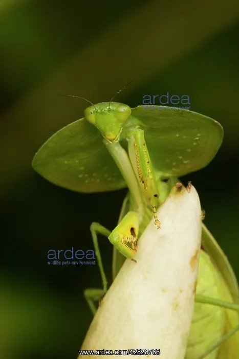: Hooded Mantis : Hooded Mantis