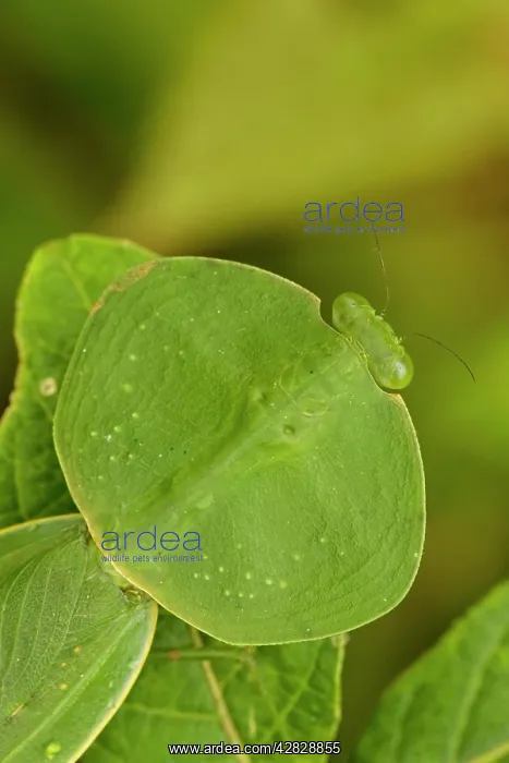 : Hooded Mantis : Hooded Mantis