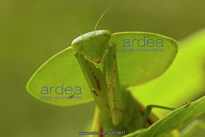 : Hooded Mantis : Hooded Mantis