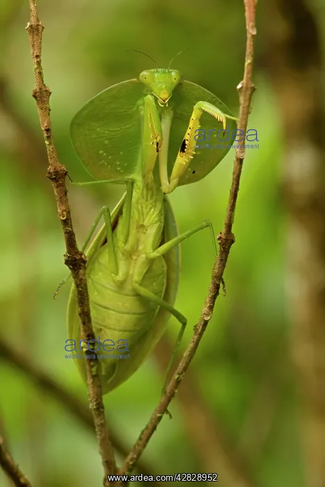 : Hooded Mantis : Hooded Mantis