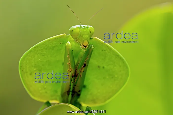 : Hooded Mantis : Hooded Mantis