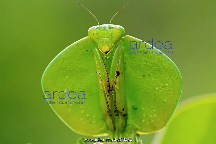 : Hooded Mantis : Hooded Mantis