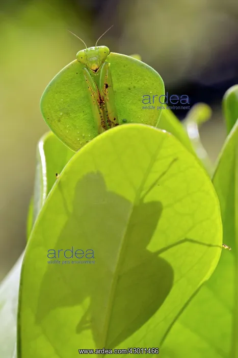  : Hooded Mantis