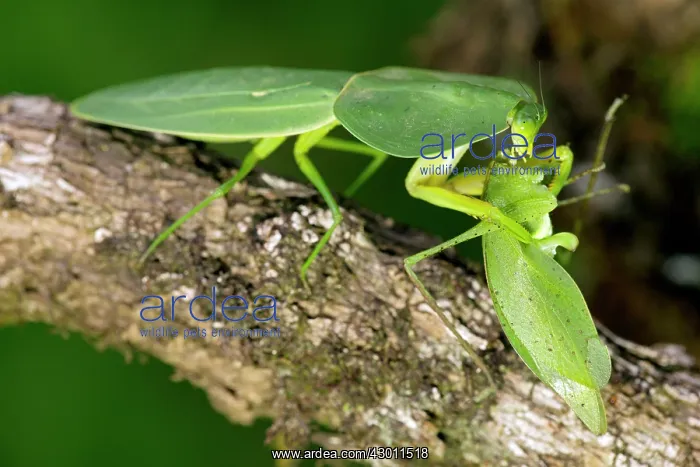 : Hooded Mantis : Hooded Mantis