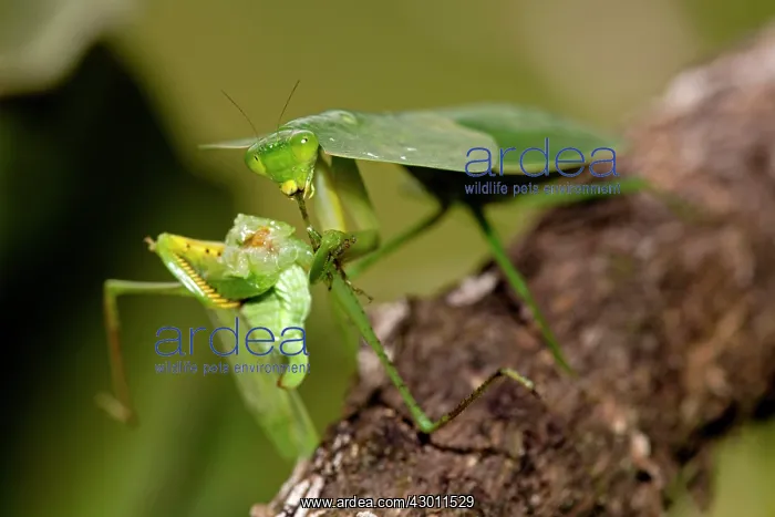 : Hooded Mantis : Hooded Mantis