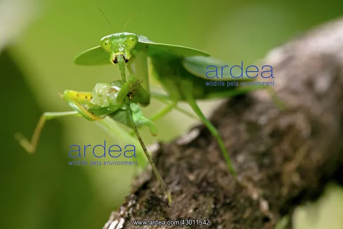 : Hooded Mantis : Hooded Mantis