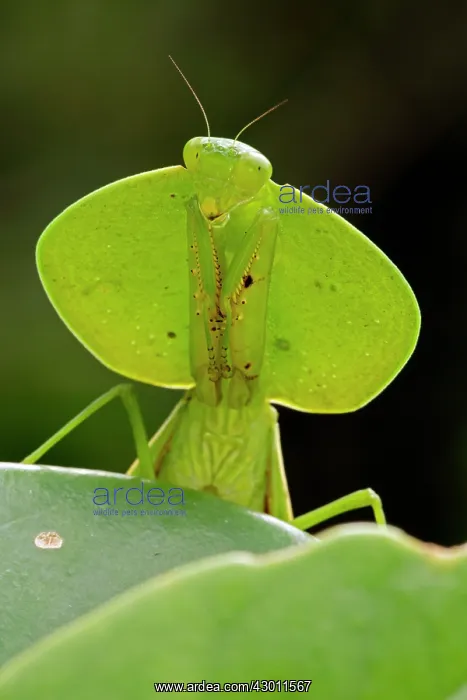 : Hooded Mantis : Hooded Mantis