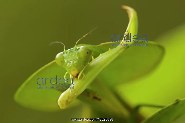 : Hooded Mantis - with prey : Hooded Mantis - with prey