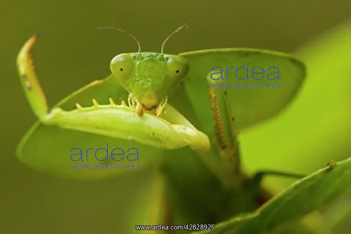 : Hooded Mantis - with prey : Hooded Mantis - with prey