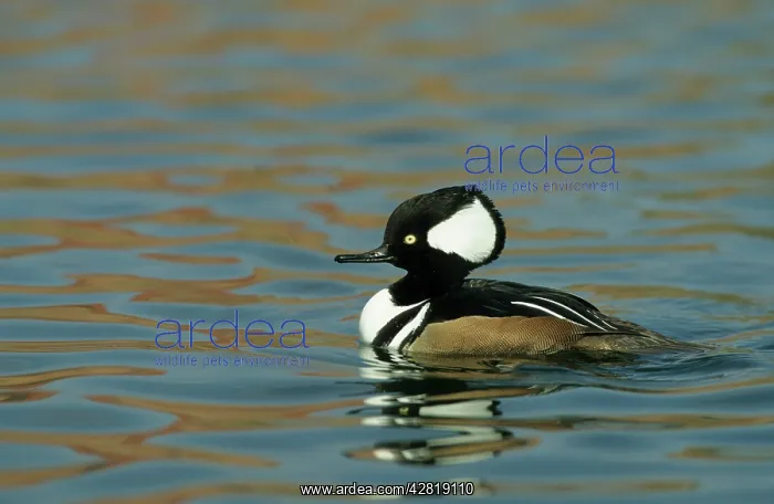 : Hooded Merganser