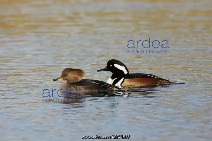 : Hooded Merganser : Hooded Merganser