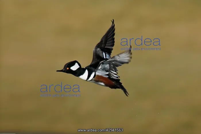 : Hooded Merganser : Hooded Merganser