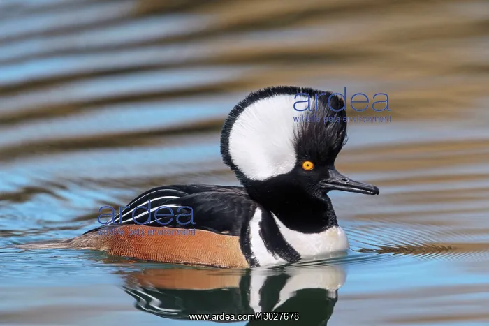 : Hooded Merganser : Hooded Merganser