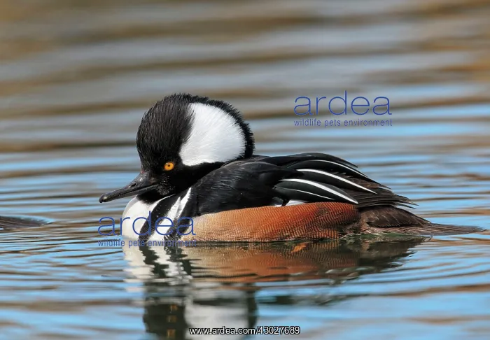 : Hooded Merganser : Hooded Merganser