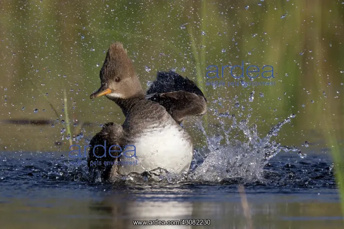  : Hooded Merganser