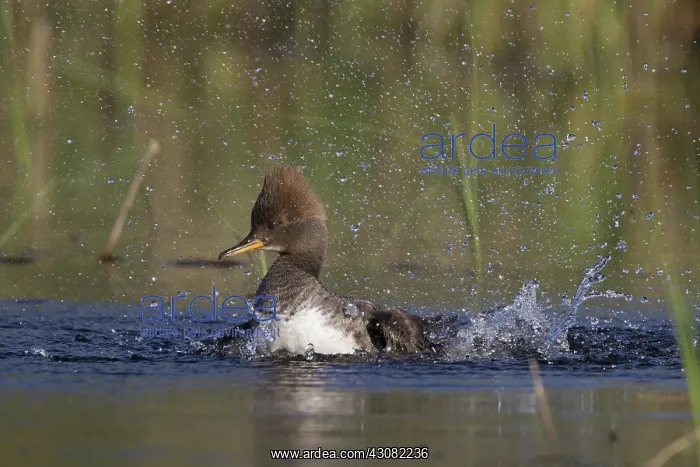 : Hooded Merganser : Hooded Merganser
