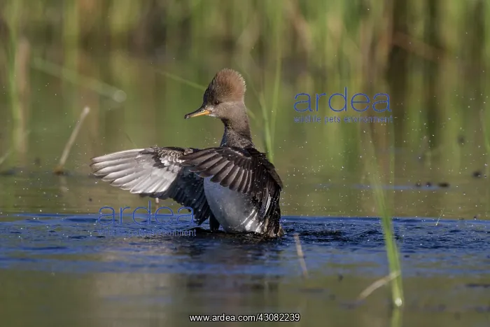 : Hooded Merganser : Hooded Merganser
