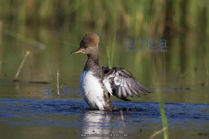 : Hooded Merganser : Hooded Merganser