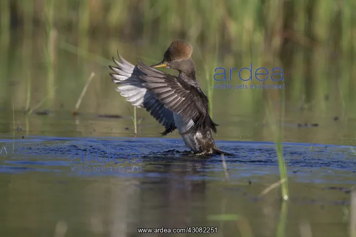 : Hooded Merganser : Hooded Merganser