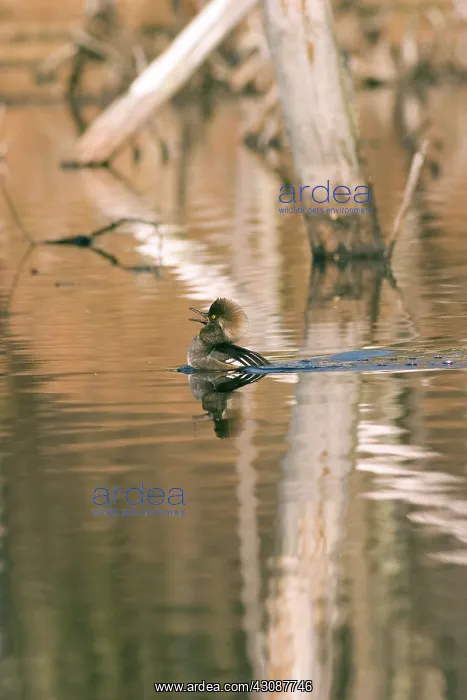 : Hooded Merganser : Hooded Merganser