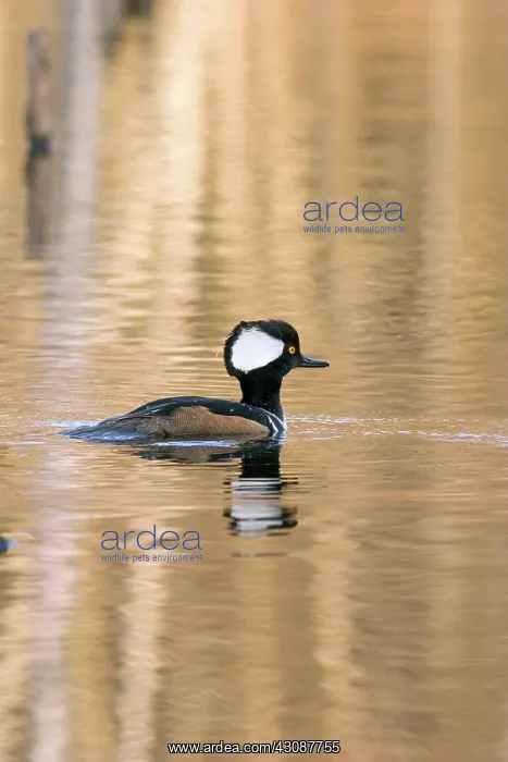  : Hooded Merganser