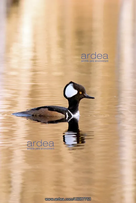 : Hooded Merganser : Hooded Merganser