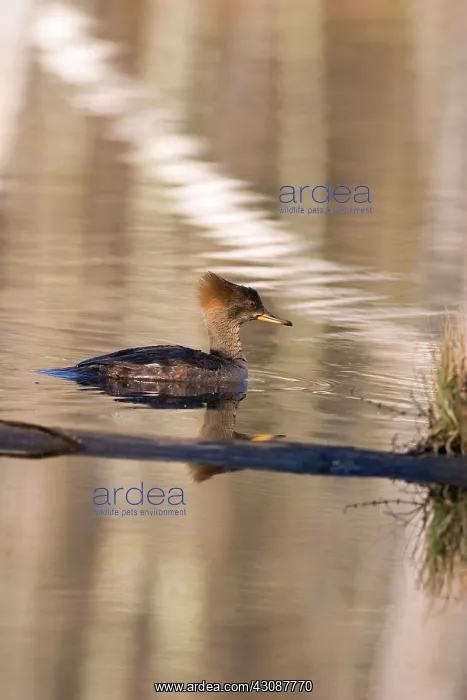 : Hooded Merganser : Hooded Merganser