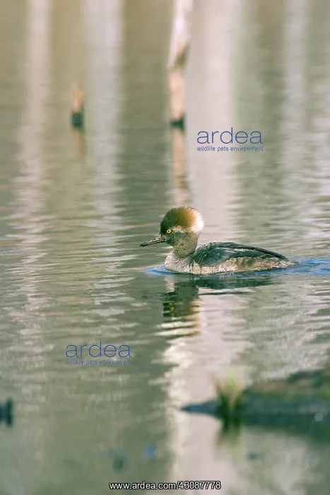  : Hooded Merganser