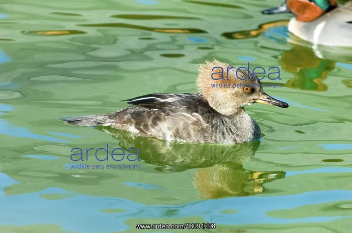 : Hooded Merganser