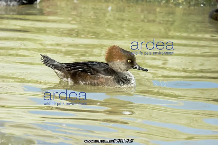 : Hooded Merganser : Hooded Merganser