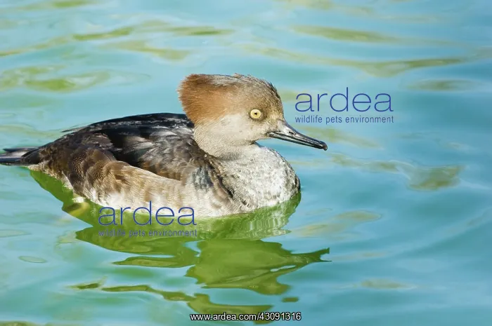 : Hooded Merganser : Hooded Merganser