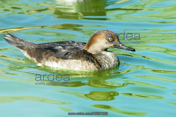 : Hooded Merganser : Hooded Merganser