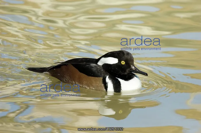 : Hooded Merganser : Hooded Merganser