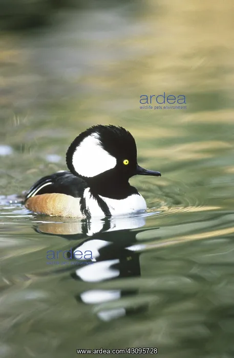 : Hooded Merganser : Hooded Merganser