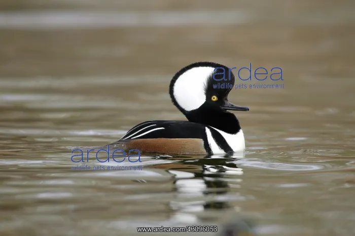  : Hooded Merganser