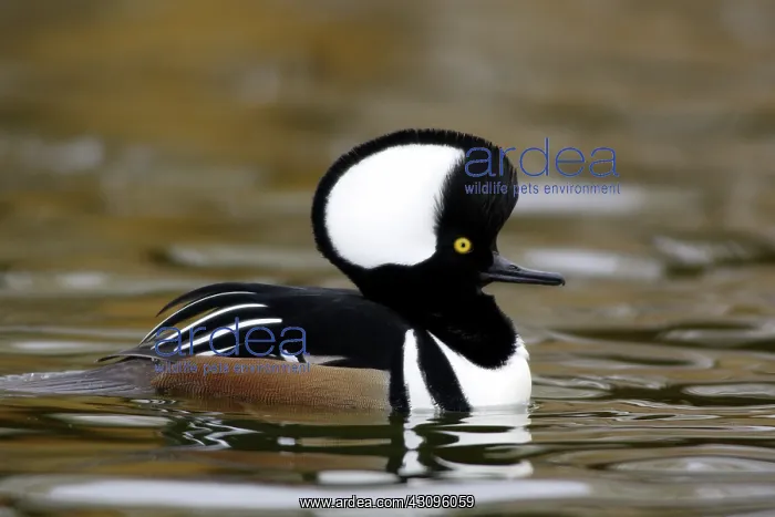 : Hooded Merganser : Hooded Merganser
