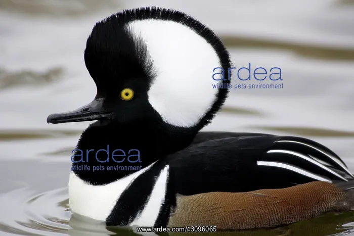 : Hooded Merganser : Hooded Merganser