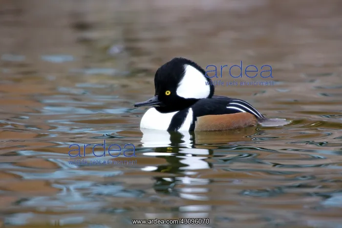 : Hooded Merganser : Hooded Merganser