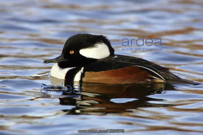 : Hooded Merganser : Hooded Merganser